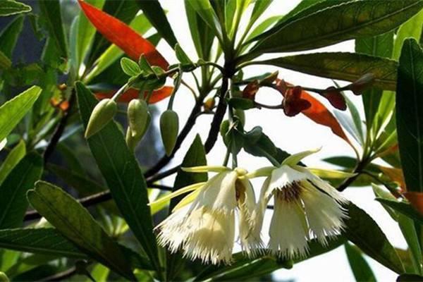 A Complete Collection of Olive Flower Varieties