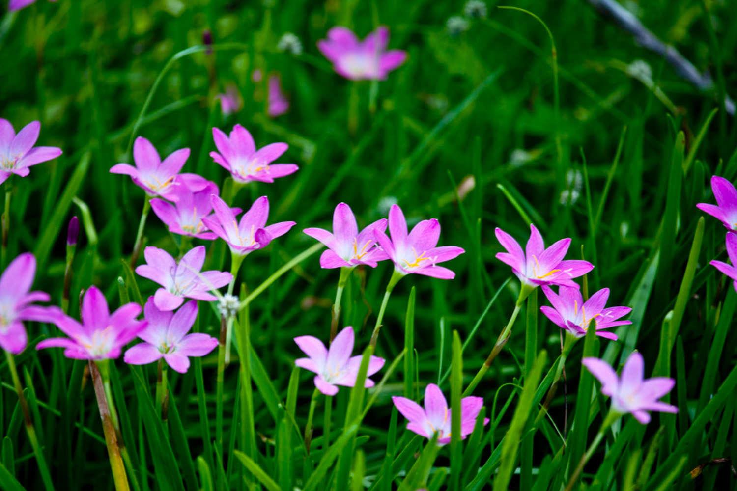 Wind and Rain Orchid