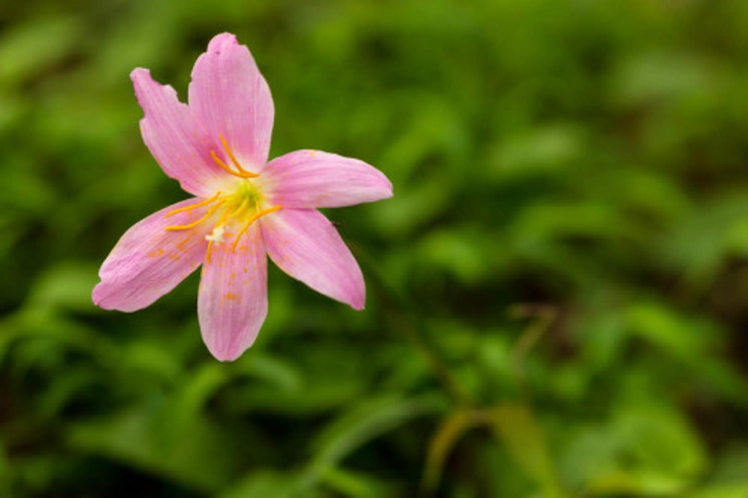 Wind and Rain Orchid