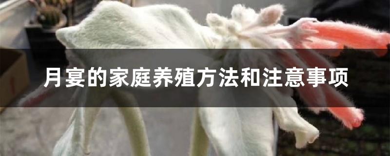 Yueyan's family breeding methods and precautions