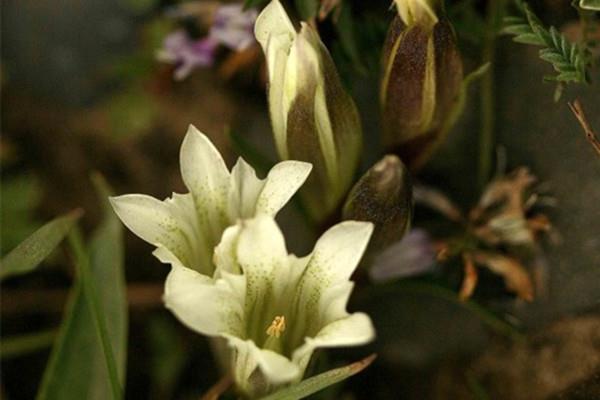 Main species of hellebore