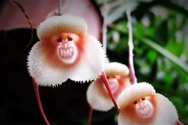 How to breed monkey-faced orchid