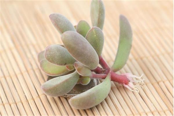 Ruogeshi family breeding methods and precautions