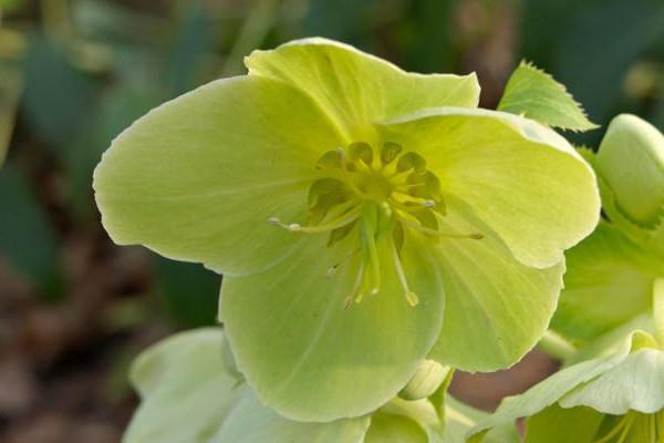 Helleborus cultivation methods and precautions