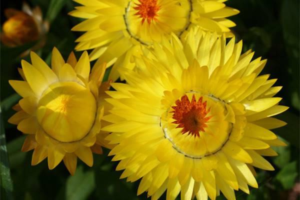 Common varieties of wheat straw chrysanthemum