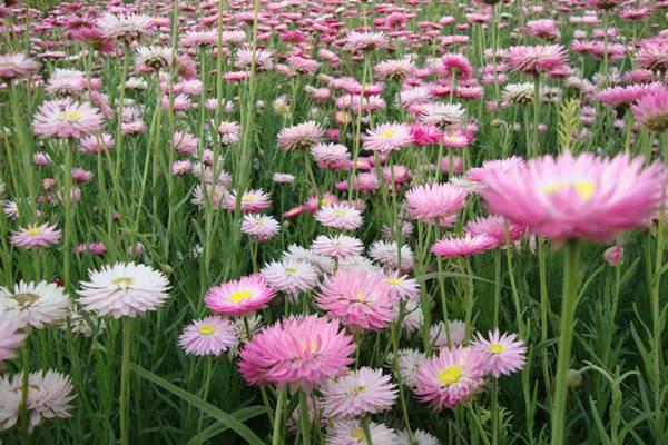 When does the wheat straw chrysanthemum bloom