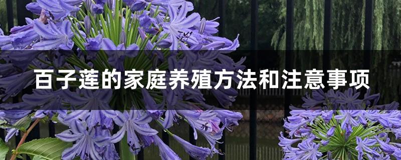 Home cultivation methods and precautions of Agapanthus