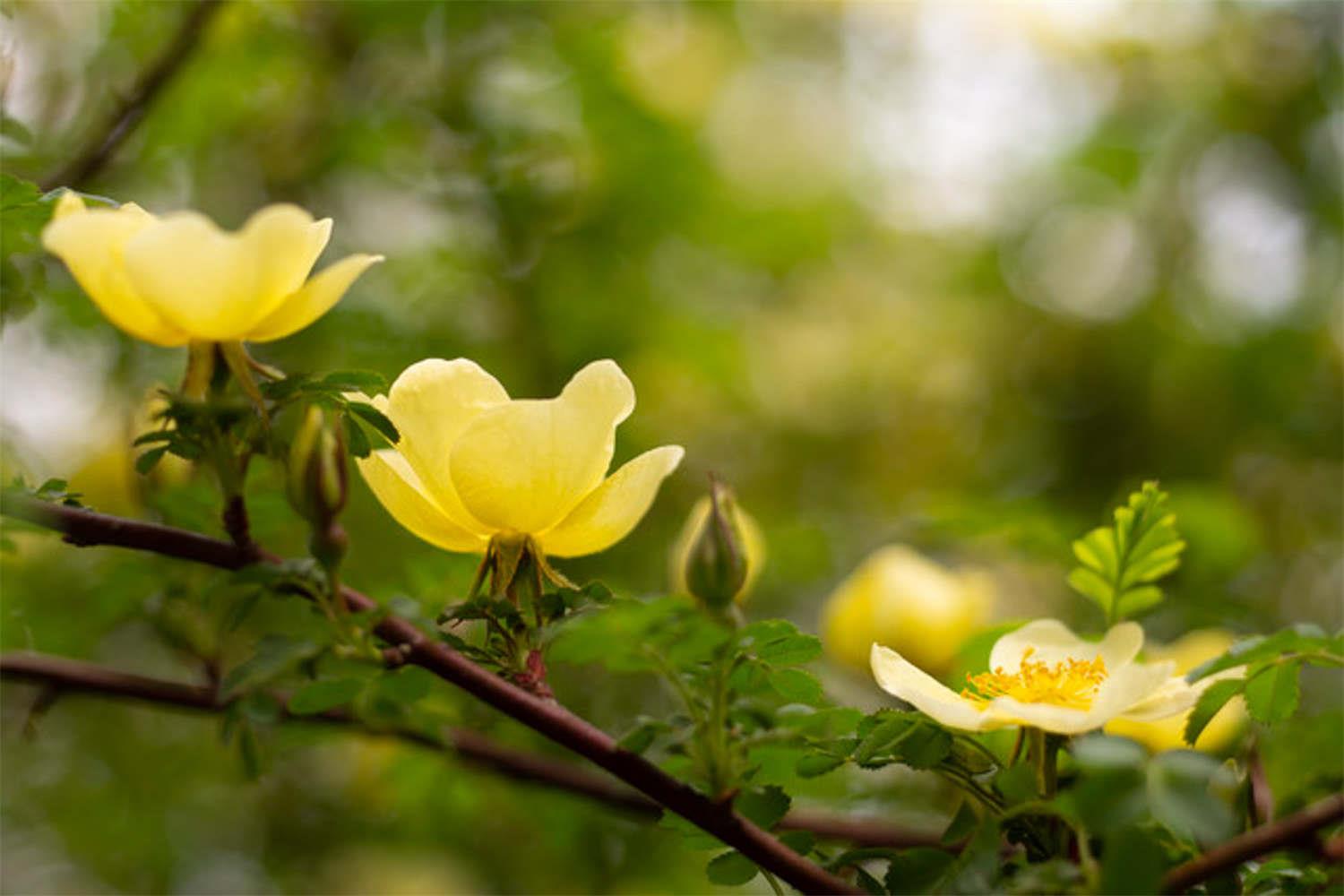 Yellow Thorn Rose