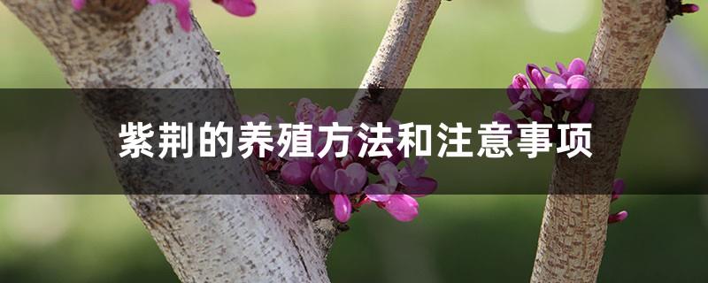 Redbud breeding methods and precautions