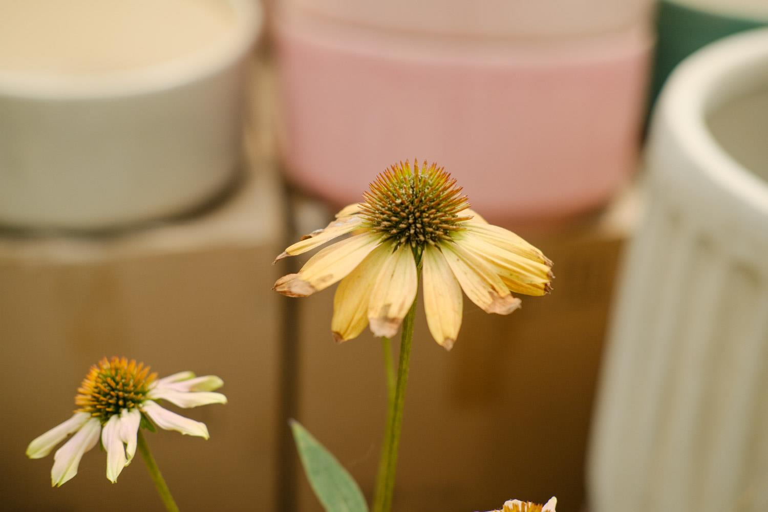 Echinacea