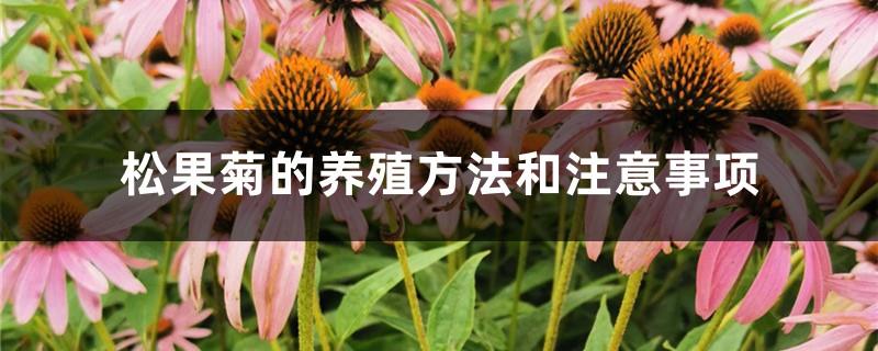 Echinacea cultivation methods and precautions