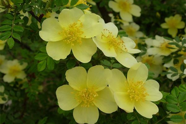 Cultivation methods and precautions of yellow thorn rose