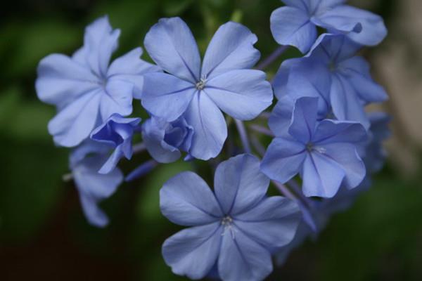 Cultivation methods and precautions of blue flower dandelion