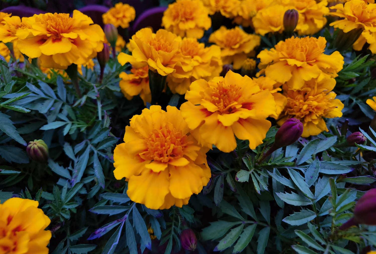 Marigold