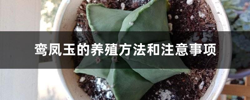 Luan Feng Jade's breeding methods and precautions