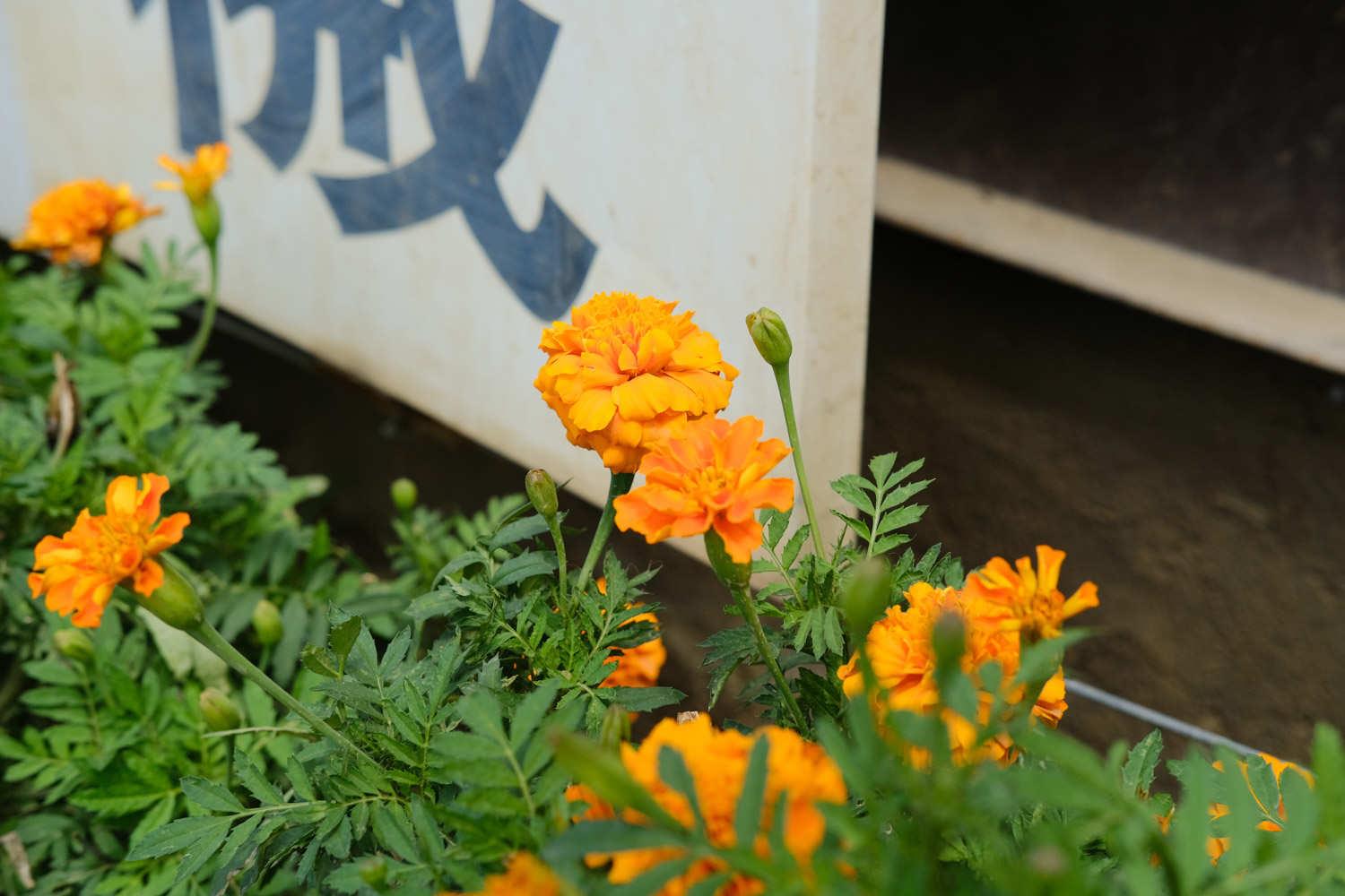 Marigold