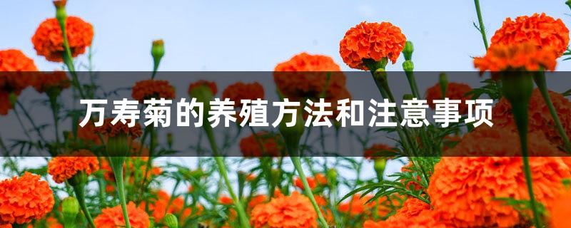 Marigold cultivation methods and precautions