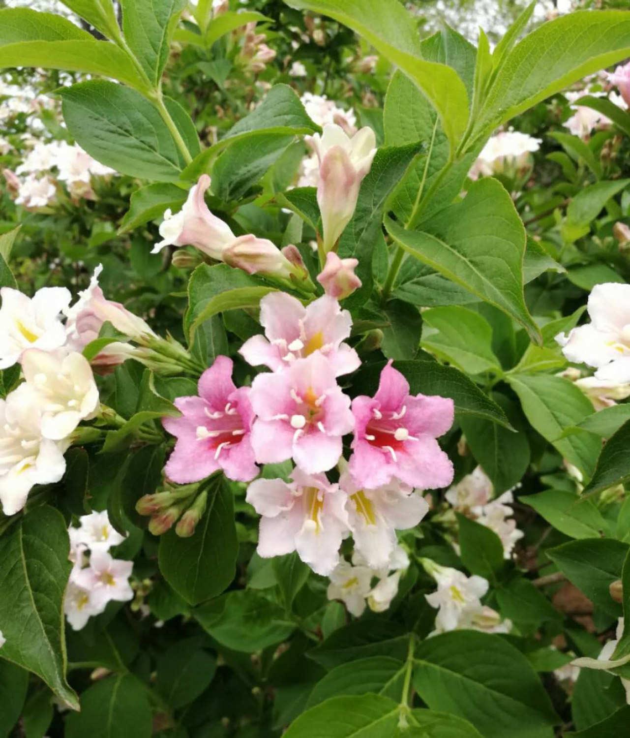 Weigela