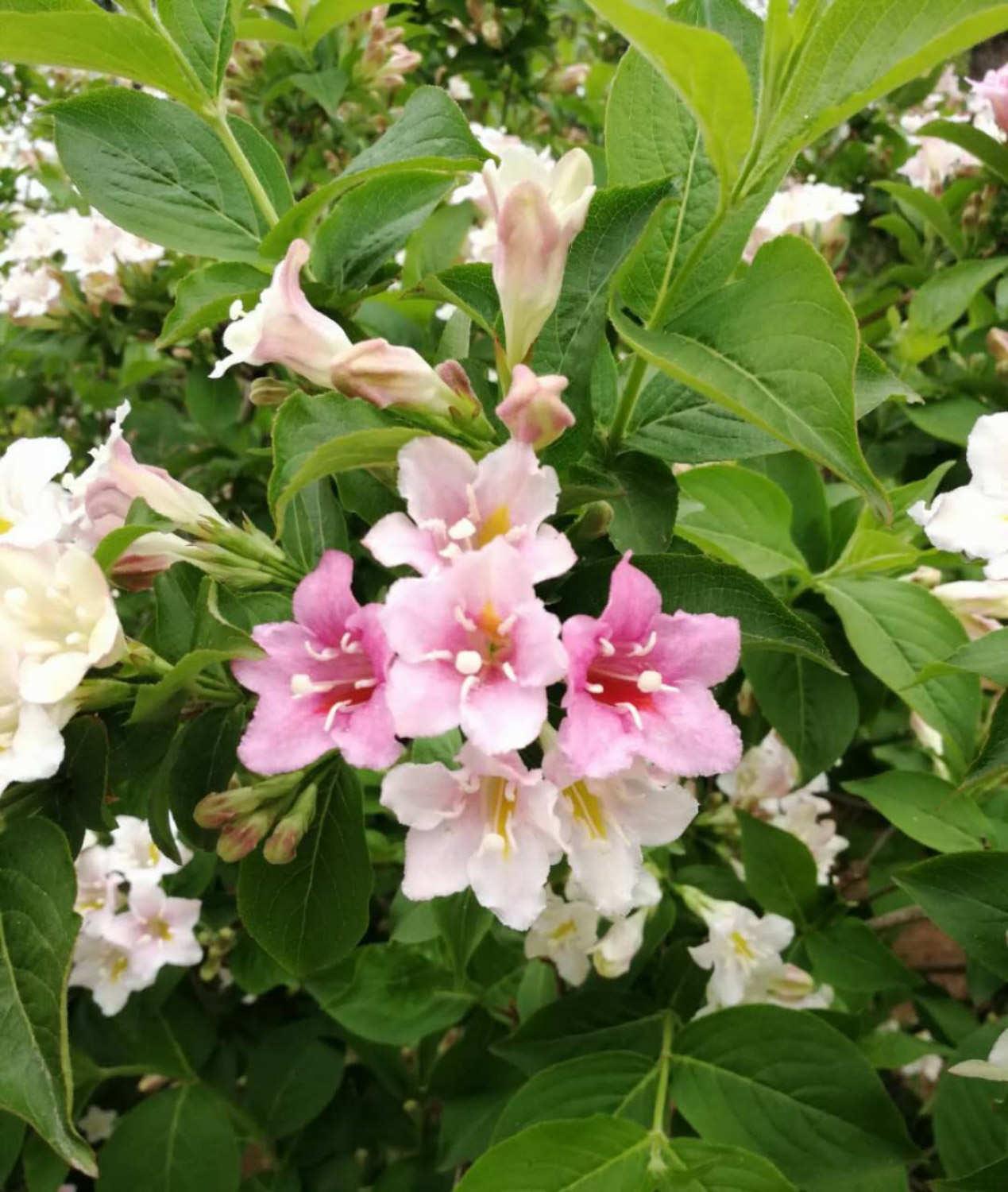 Weigela