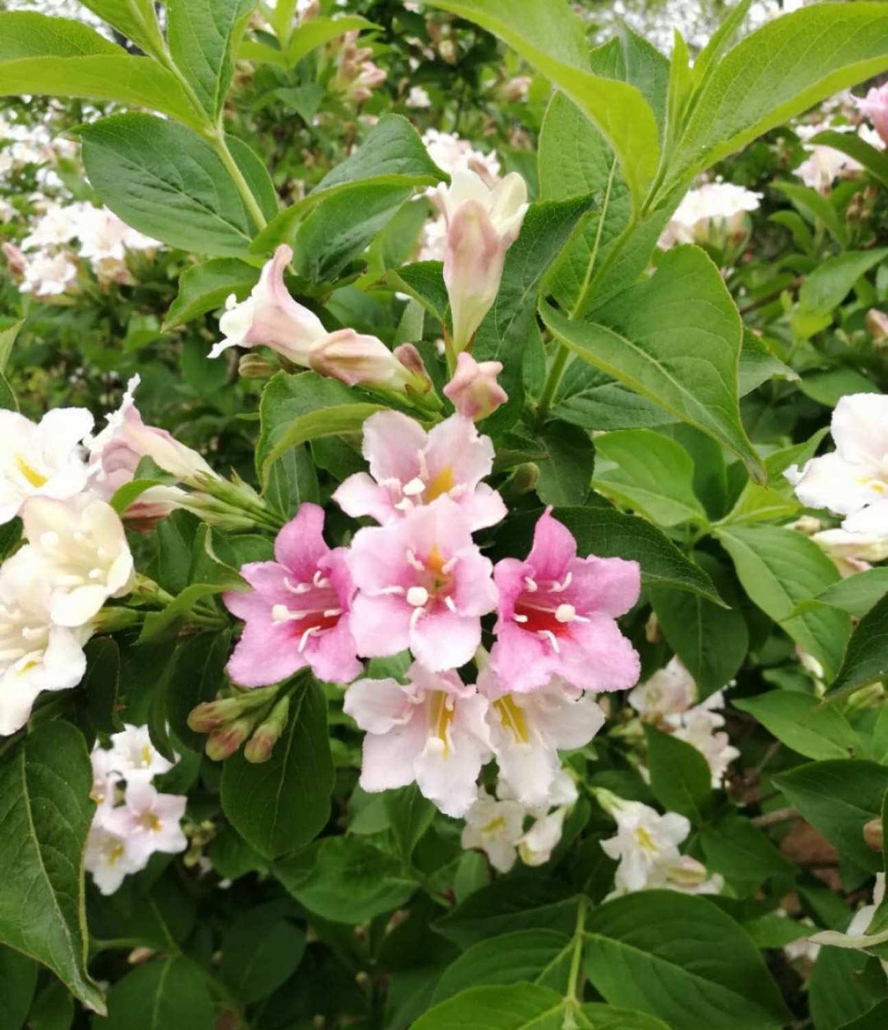 Weigela