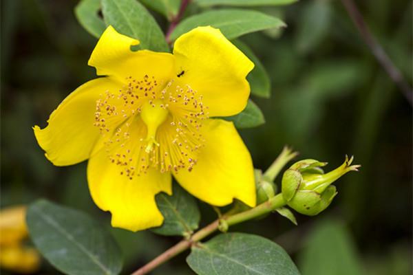 Golden Plum Breeding Methods and Precautions