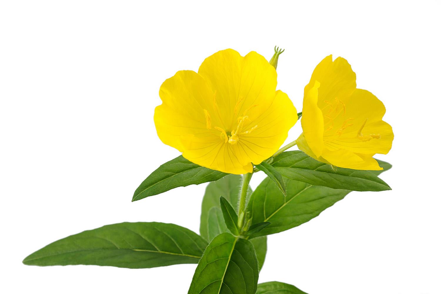 Evening Primrose