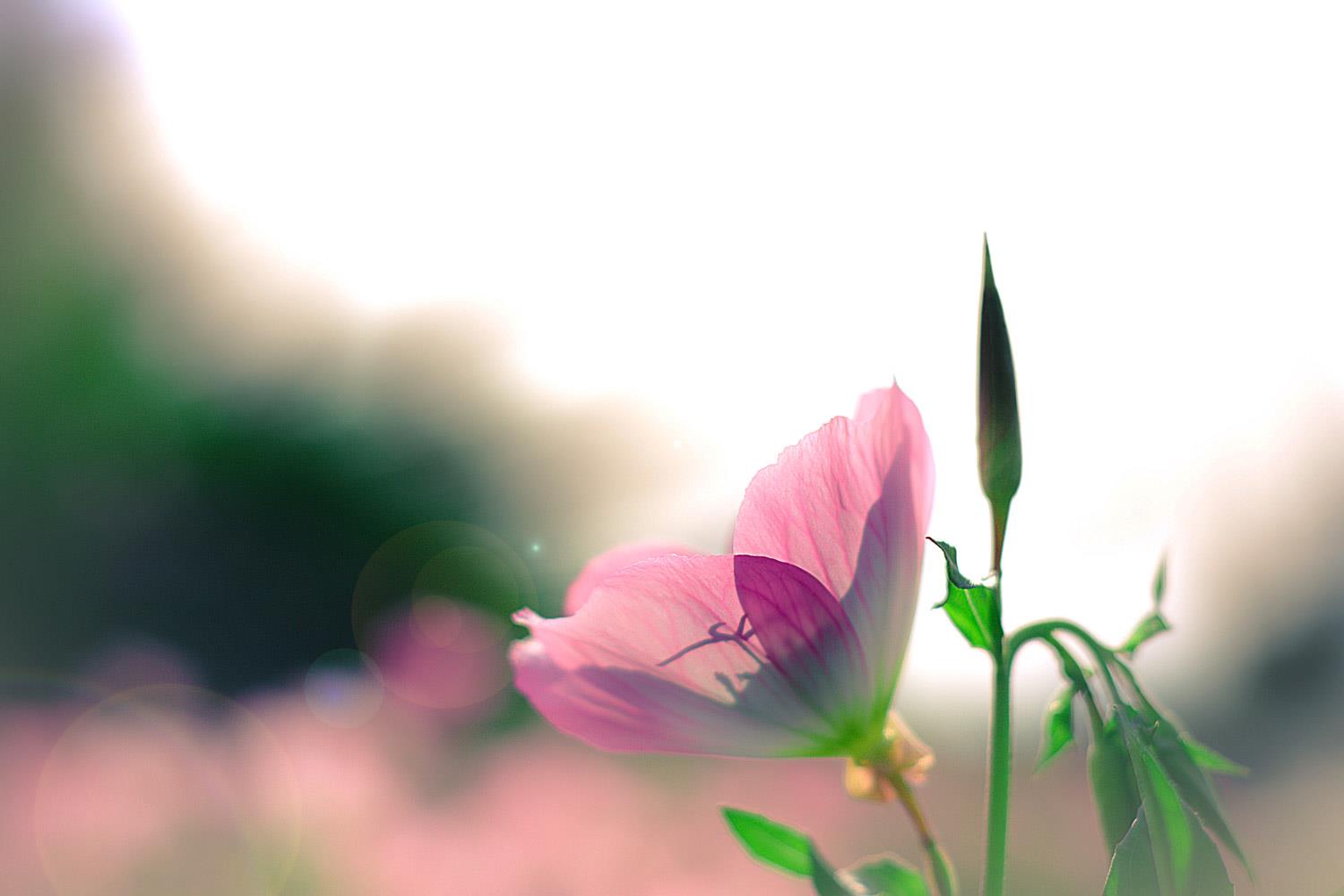 Evening Primrose