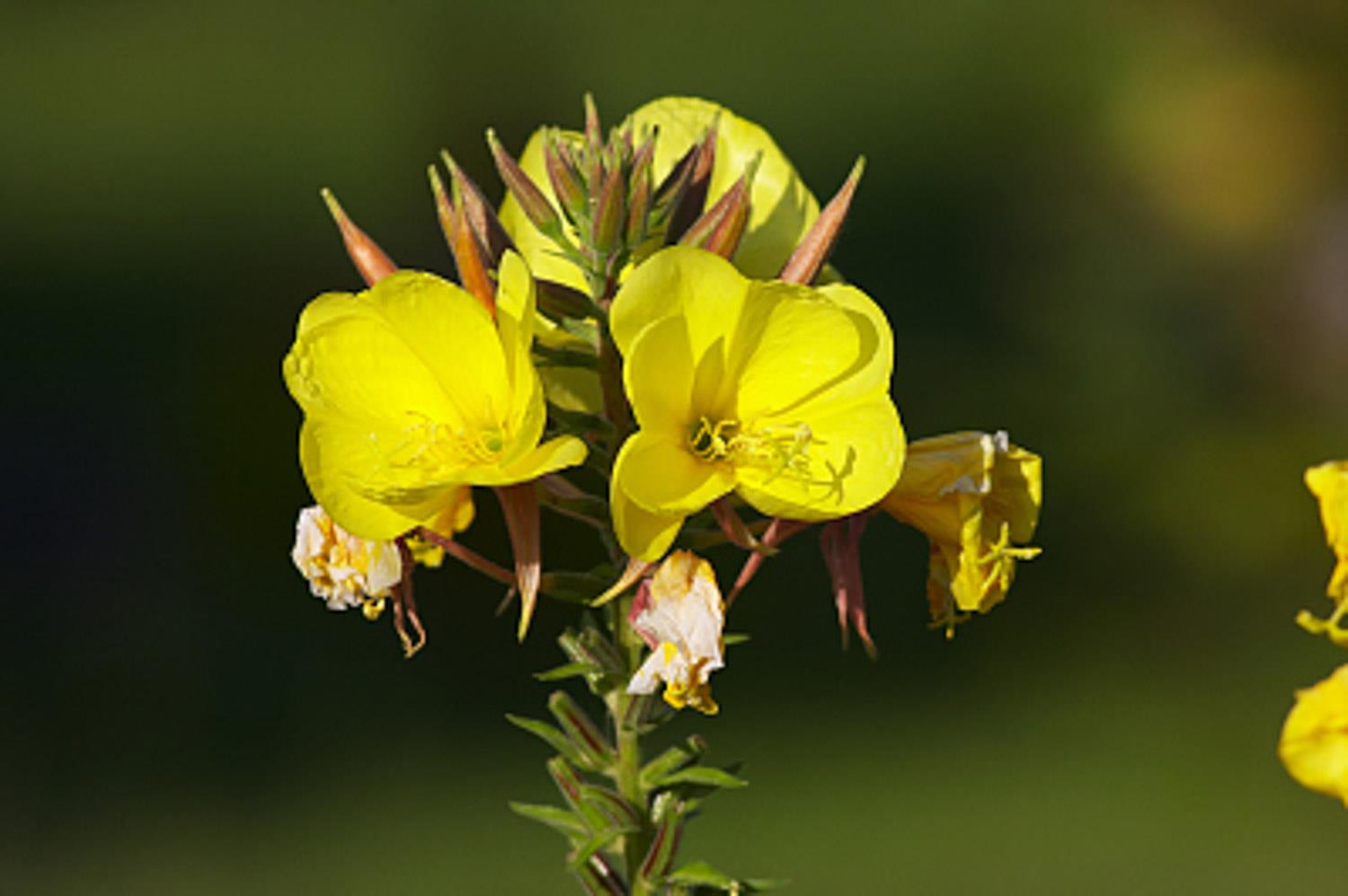 Evening Primrose