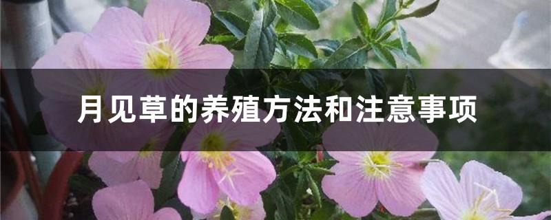 Evening primrose cultivation methods and precautions