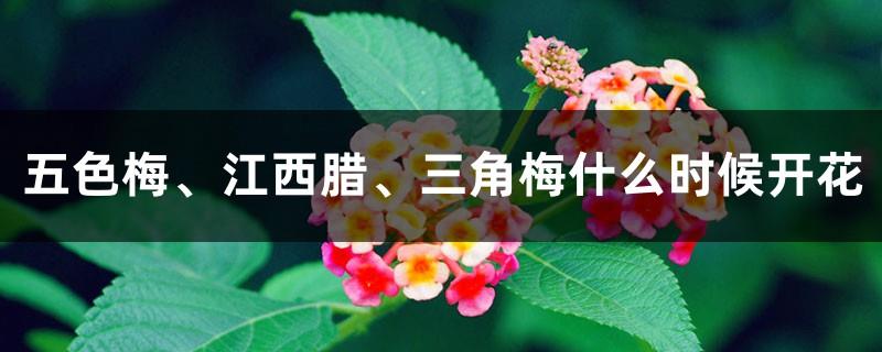 When will the five-color plum, Jiangxi wax plum and bougainvillea bloom?