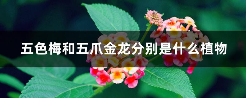 What kind of plants are the five-color plum and the five-clawed golden dragon?