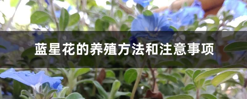 Blue Star Flower Cultivation Methods and Precautions