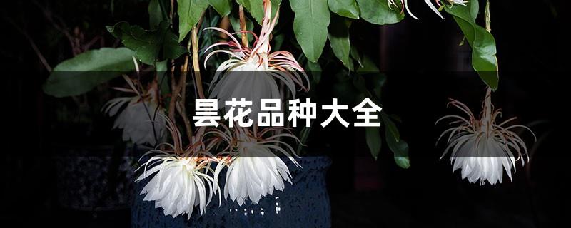 A Complete Collection of Epiphyllum Varieties