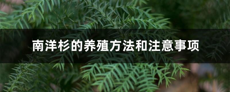 Cultivation methods and precautions of Araucaria