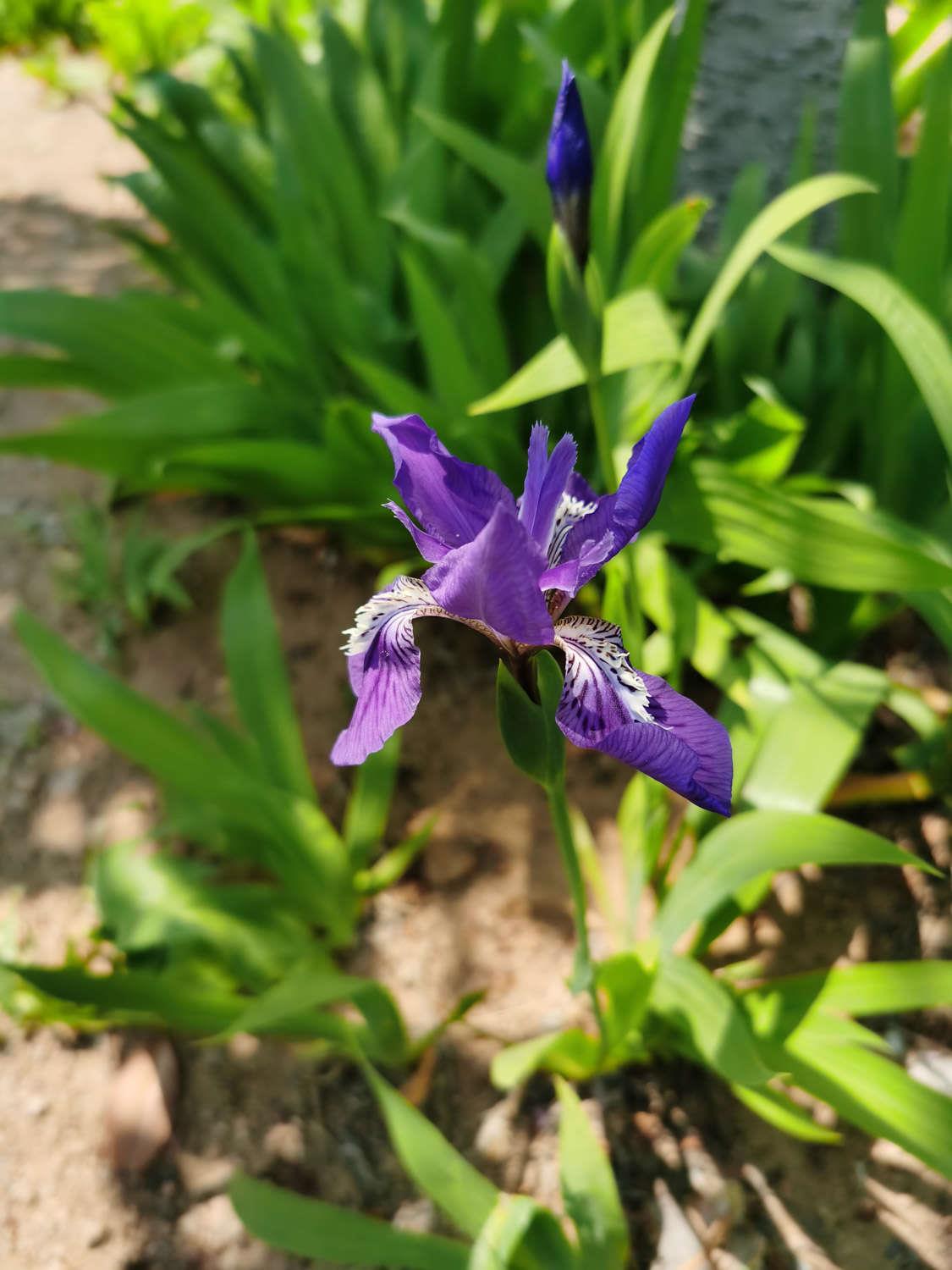 Iris