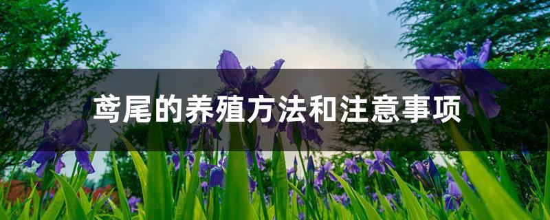 Cultivation methods and precautions for iris