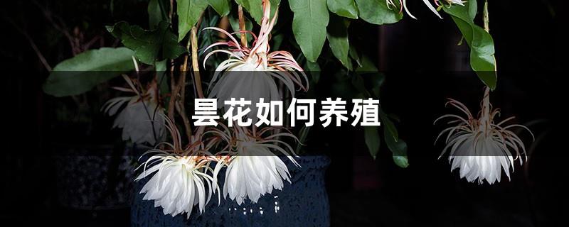 How to breed Epiphyllum