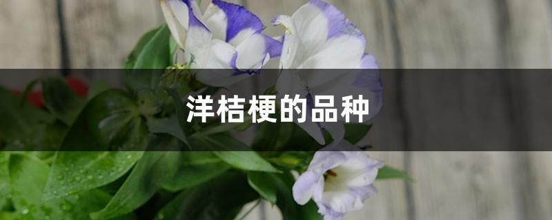 Variety of lisianthus