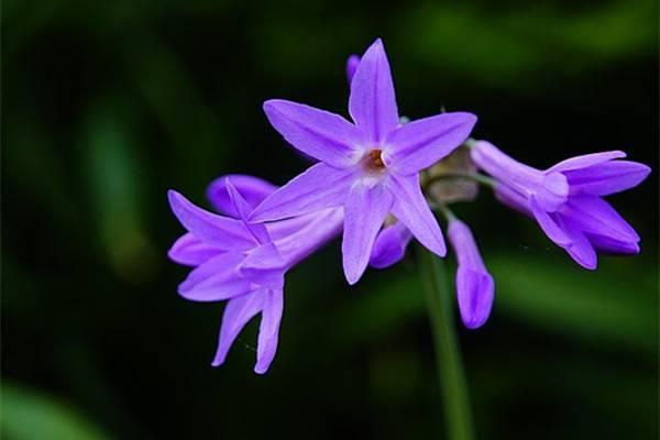 Cultivation methods and precautions for purple jiaohua