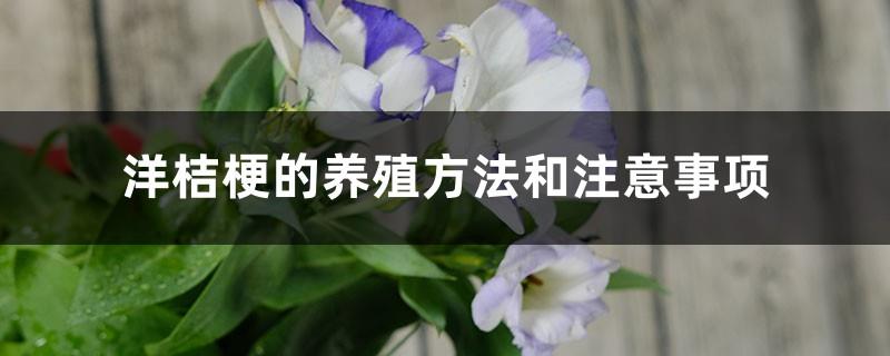 Lisianthus cultivation methods and precautions