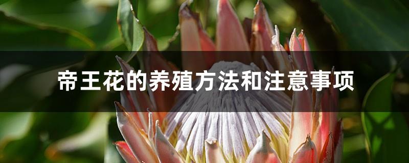 Cultivation methods and precautions for emperor flowers