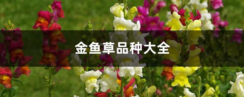 A Complete Collection of Snapdragon Varieties