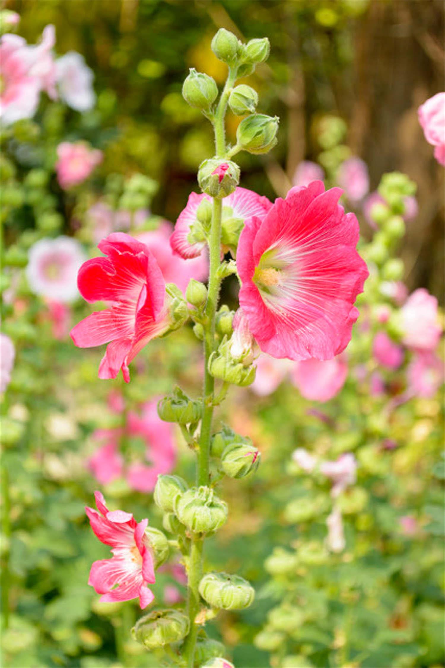 Hollyhock