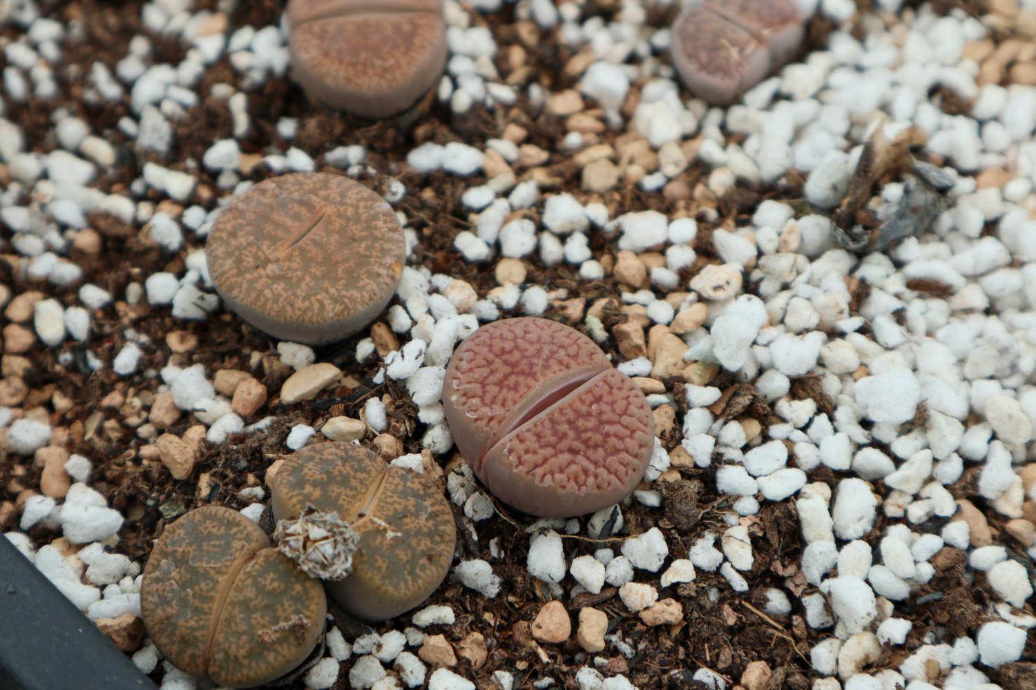 Lithops