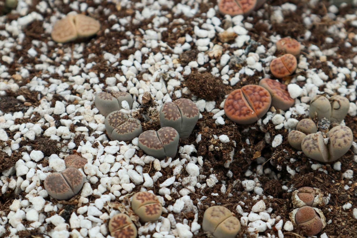 Lithops