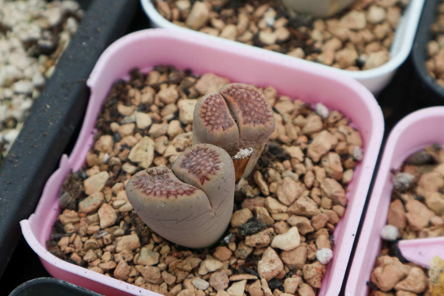 Lithops