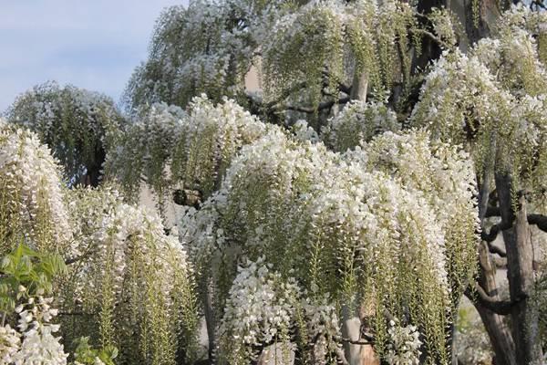 The longest plant on land—White Vine