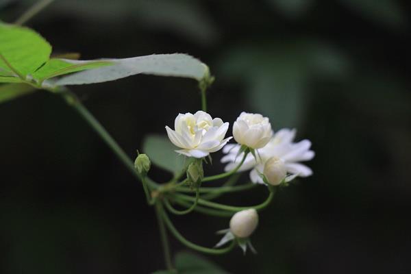 Appreciation of Thousand Miles of Fragrant Flowers