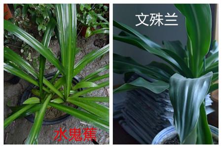 The difference between water ghost banana and wenjushri orchid: the leaves are different