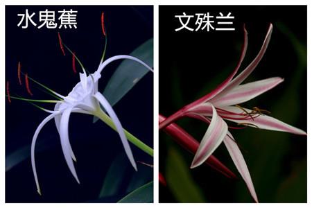 The difference between water ghost banana and wenjushri orchid is the difference in flowers